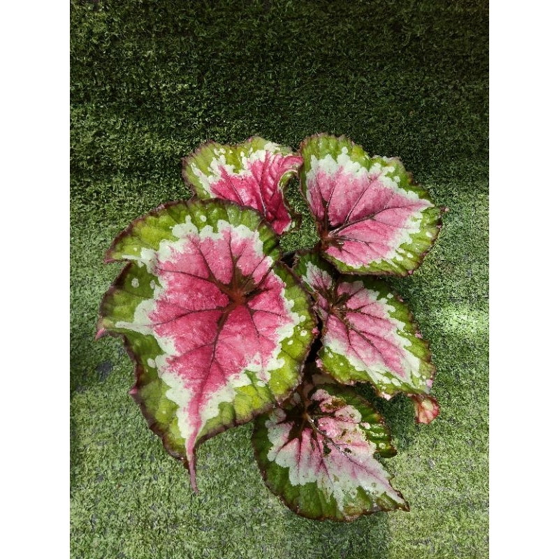 ต้นบีโกเนีย Rex  'Jurassis Watermelon ' [ Begonia Rex 'Jurassis Watermelon ' ] ในกระถาง4"