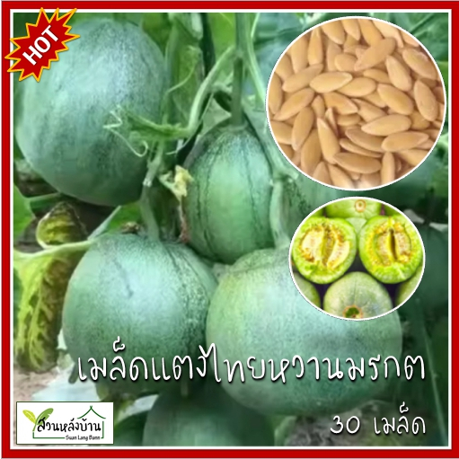 30 เมล็ด แตงไทยหวานมรกต เมล็ดแตงไทยหวานมรกต เมล็ดพันธุ์แตงไทยหวานมรกตญี่ปุ่น