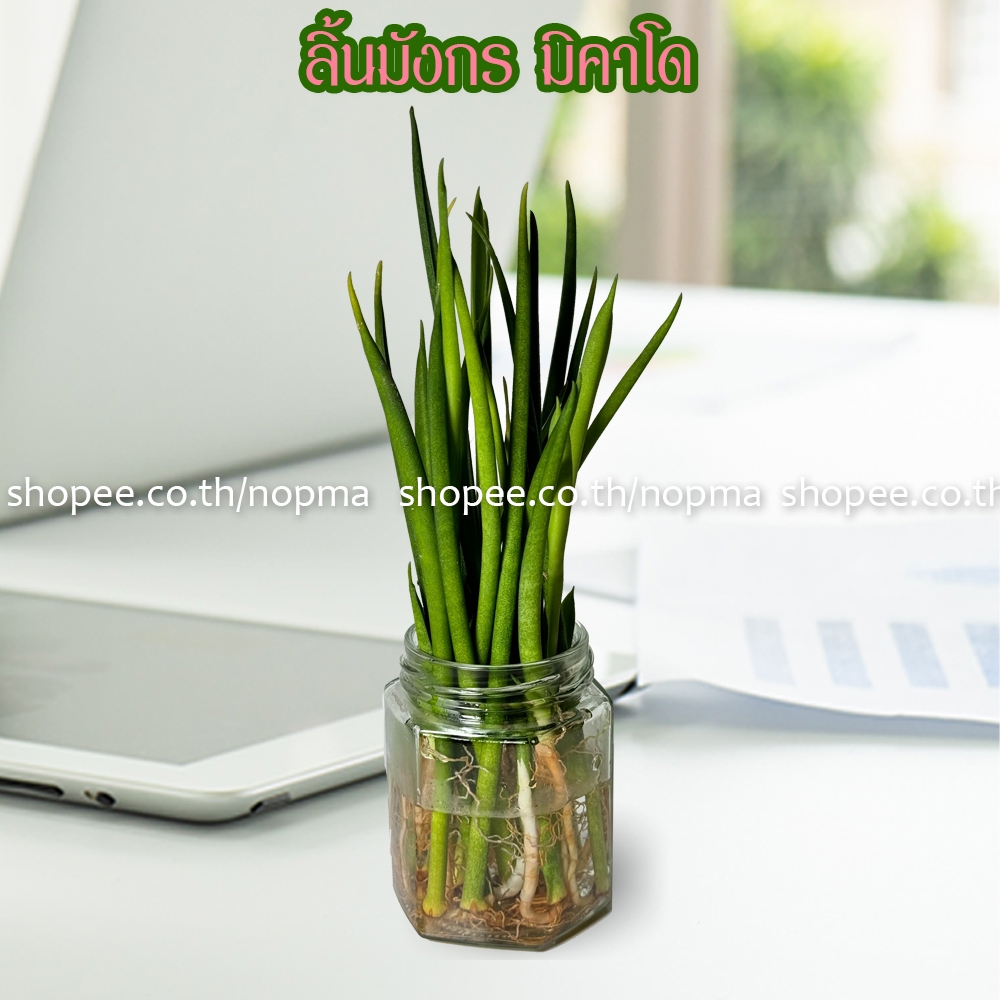 ต้นลิ้นมังกรมิคาโด Sansevieria Mikado ต้นไม้เลี้ยงในน้ำได้ ไม้มงคล ฟอกอากาศ วางในห้องนอนได้  ลิ้นมังกรแคระ