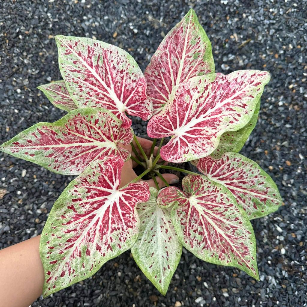 พรรณดาว บอนสี Caladium Pandao