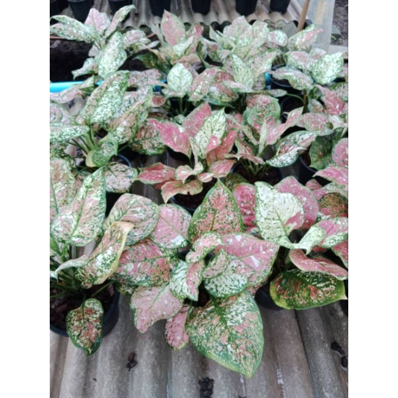 อโกลนีมา -​ อัญมณี 3 สี
