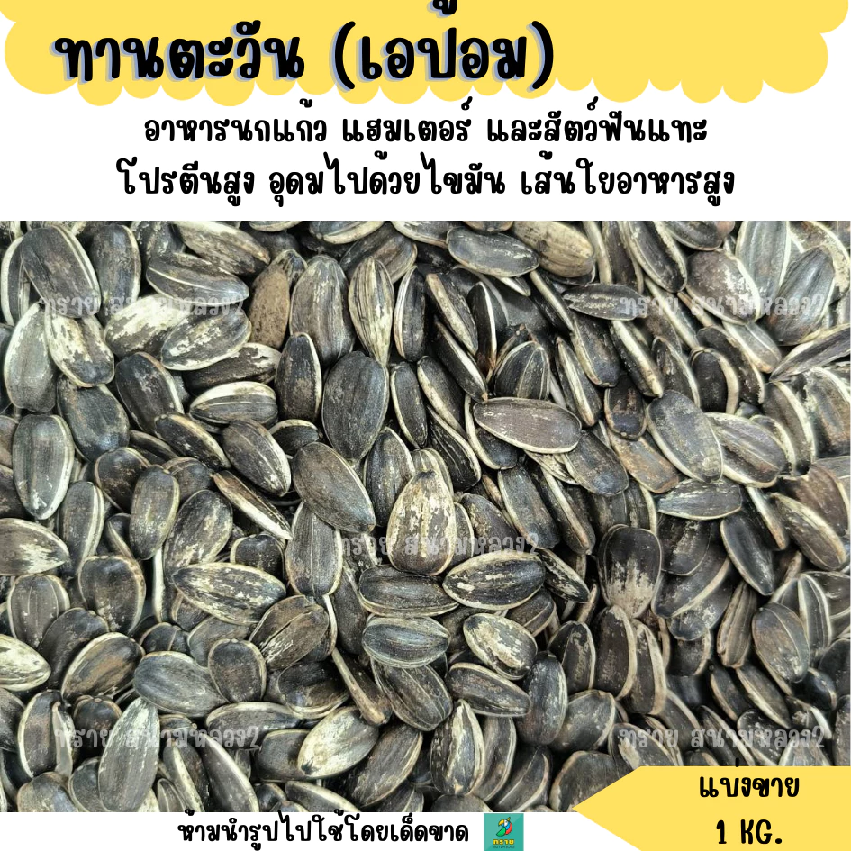 ทานตะวัน เอป้อม (แบ่งขาย 1 KG.) อาหารนกแก้ว อาหารแฮมเตอร์ และสัตว์ฟันแทะ