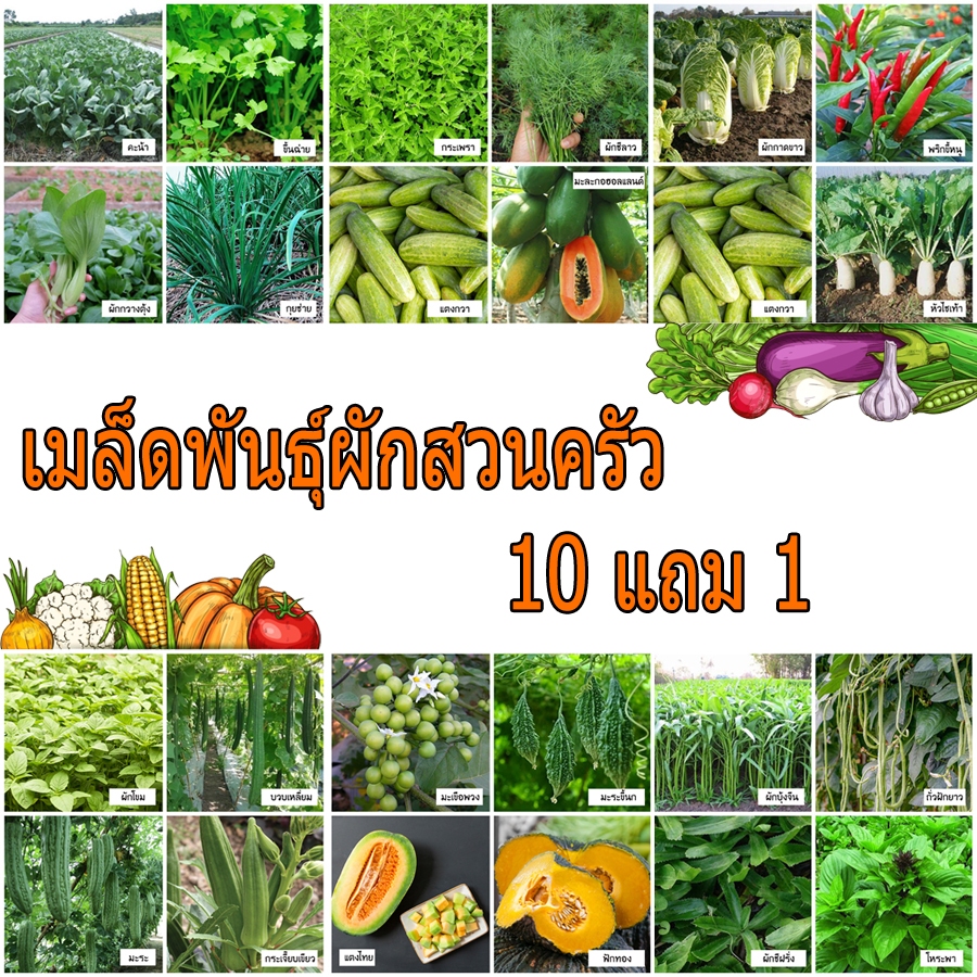 เมล็ดผักสวนครัว 10 แถม 1 ปลูกง่าย โตไว เหมาะสำหรับแลูกในครัวเรือน