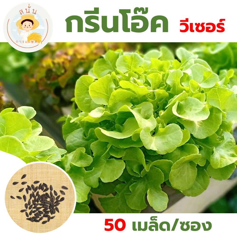 เมล็ดพันธุ์ ผักสลัด กรีนโอ๊ค (Green Oak) วีเซอร์ ใบกรอบ ทรงพุ่มใหญ่ ทนร้อน ทนยืด (1 ซอง 50 เมล็ด)