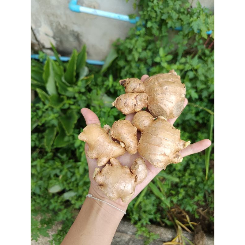 แม่ขิงแก่ ไซส์รวม สดใหม่