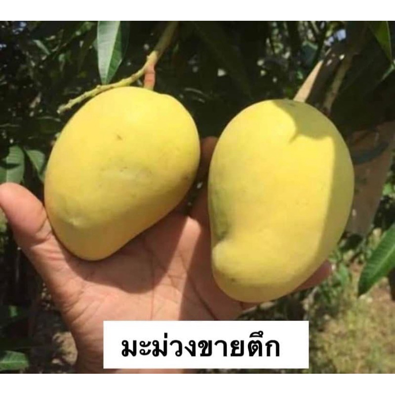 ต้นมะม่วงขายตึก (เสียบยอด) ติดผลไว