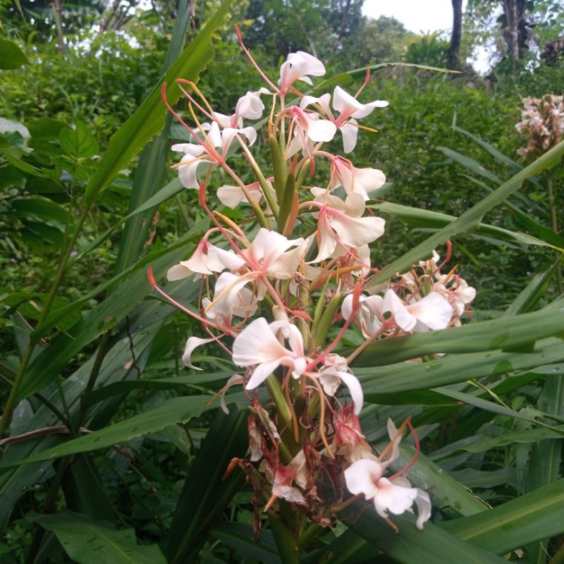 มหาหงส์หรือสเลเต(สีส้ม,สีขาว)/ขุดหน่อล้างราก
