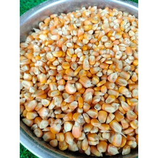 บรรจุ 20 กก. ข้าวโพดเม็ดอาหารสัตว์ ข้าวโพดเม็ดเลี้ยงไก่ เป็ด คัดคุณภาพ ใหม่ สะอาด เม็ดสวย