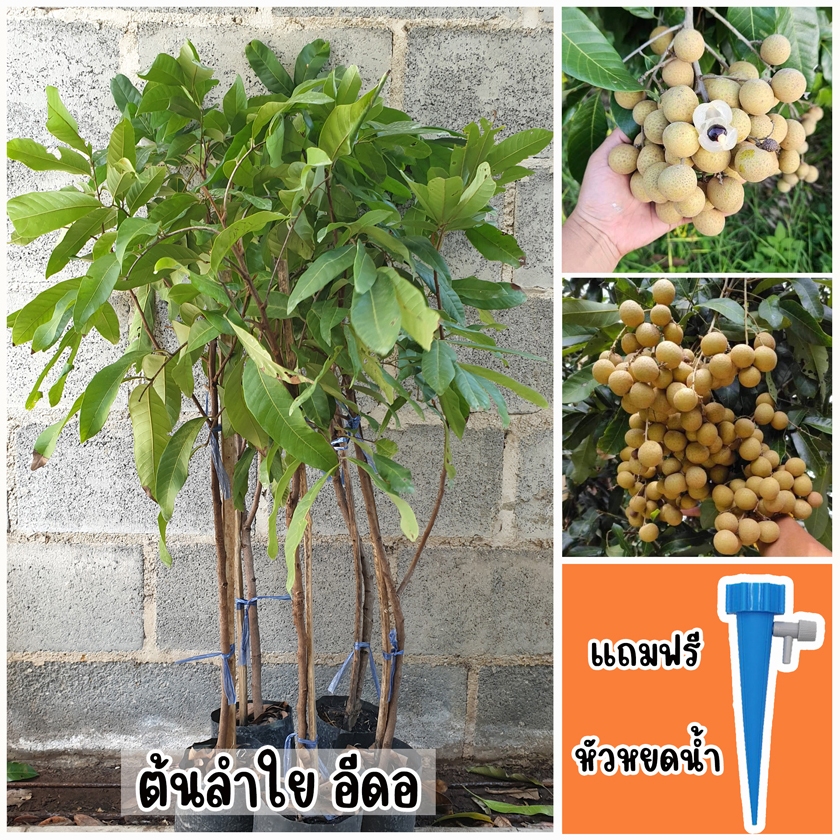 ต้นลำใยพันธุ์อีดอ ขนาด 65-100 ซม. แถมฟรี หัวหยดดน้ำอัตโนมัติ