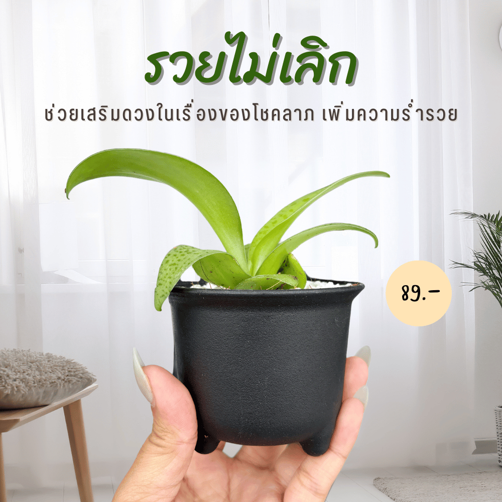รวยไม่เลิก กระถางขนาด 2.5 นิ้ว ว่านมงคล ไม้มงคล ดูดเงินดูดทรัพย์เข้าบ้าน