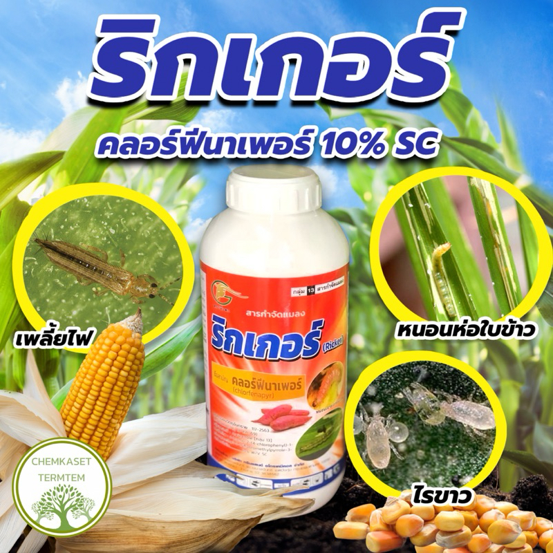 ริกเกอร์ คลอร์ฟีนาเพอร์ 10%หนอนกระทู้ หนอนหนังเหนียว หนอนห่อใบข้าว หนอนชอนใบ หนอนใย เพลี้ยไฟ ไร