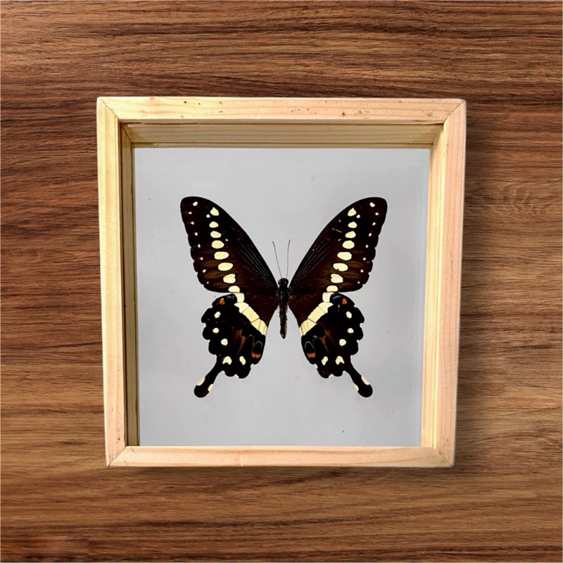 ผีเสื้อสต๊าฟกรอบกระจก(Papilio menestheus)