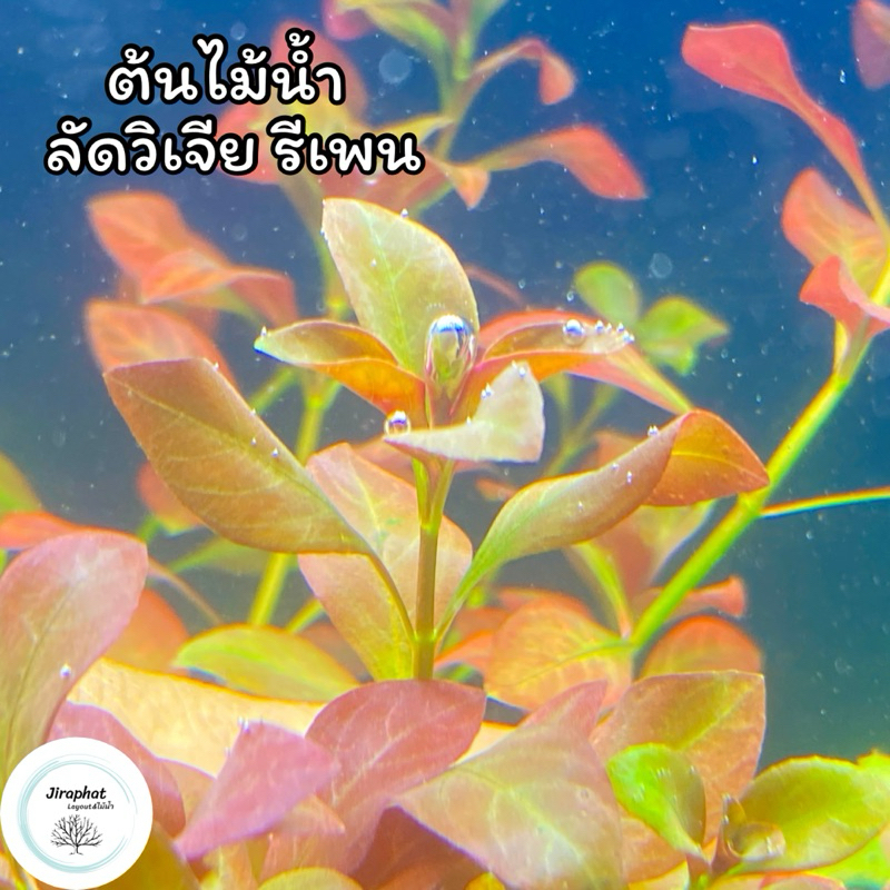 ต้นไม้น้ำ ลัดวีเจียรีเพน LUDWIGIA REPENS