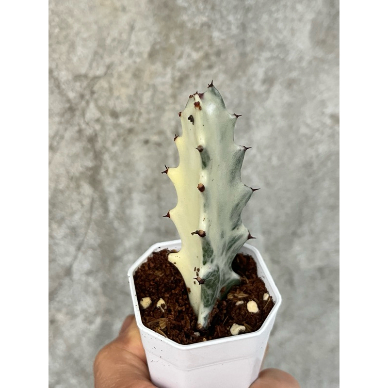 ยูโฟเบีย กระดูกมังกรด่างขาว(มีราก) Euphorbia lactea white ghost ในกระถาง 2 นิ้ว