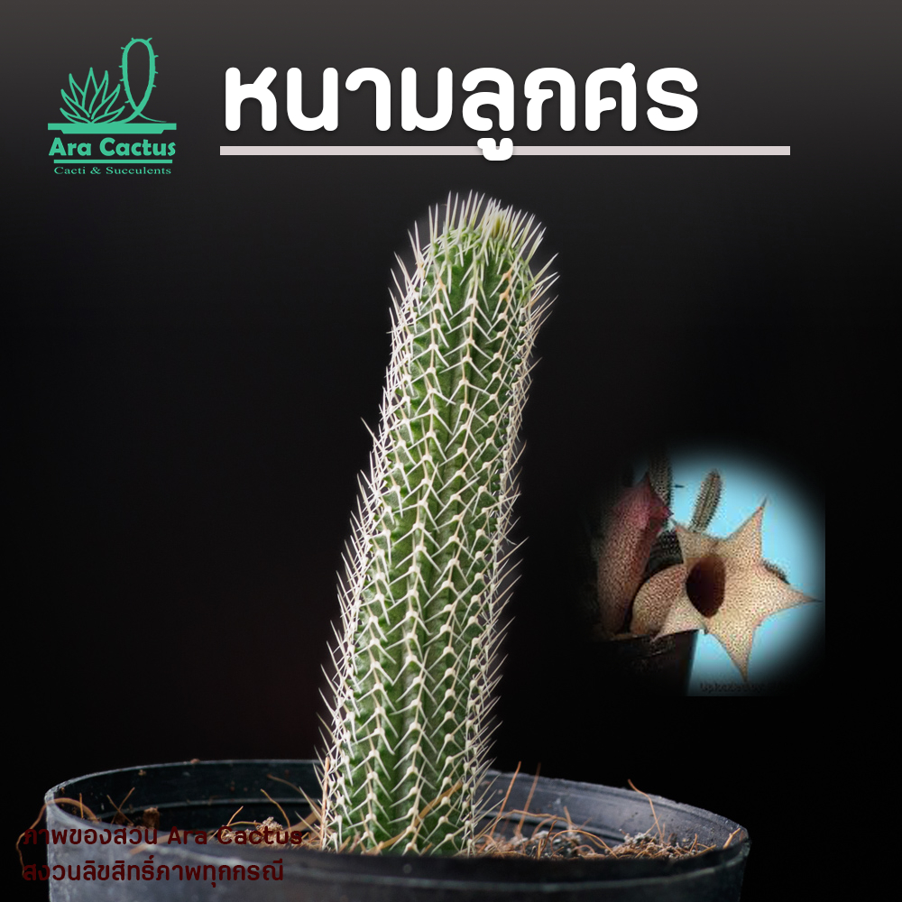 สวนปลูกเอง! เก๋ง หนามลูกศร เก๋งจีน Tavaresia grandiflora ไซส์กระถาง 3 นิ้ว แคคตัส กระบองเพชร ต้นไม้ประดับ อวบน้ำ