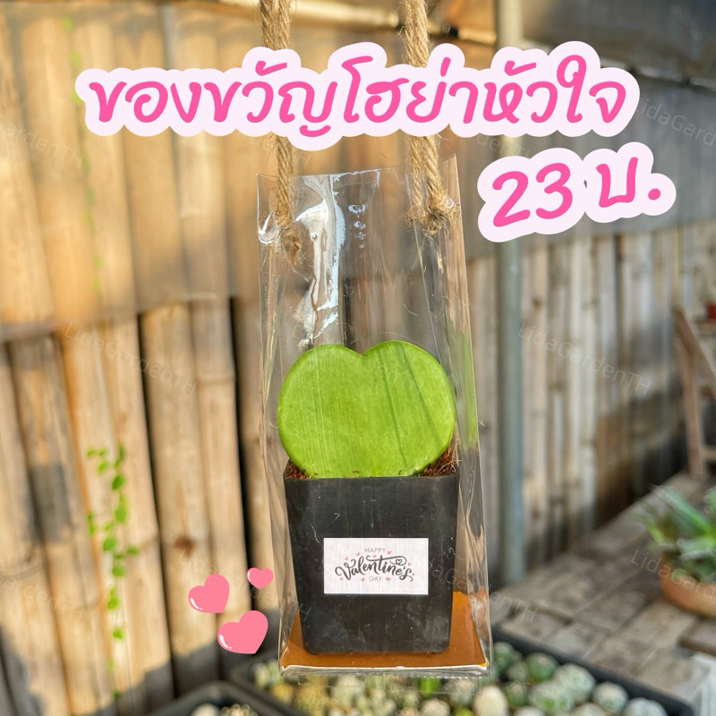 [ของขวัญต้นไม้]ของขวัญ ของชำร่วย ของขวัญวาเลนไทน์ โฮย่าหัวใจ 23 บาท🪴