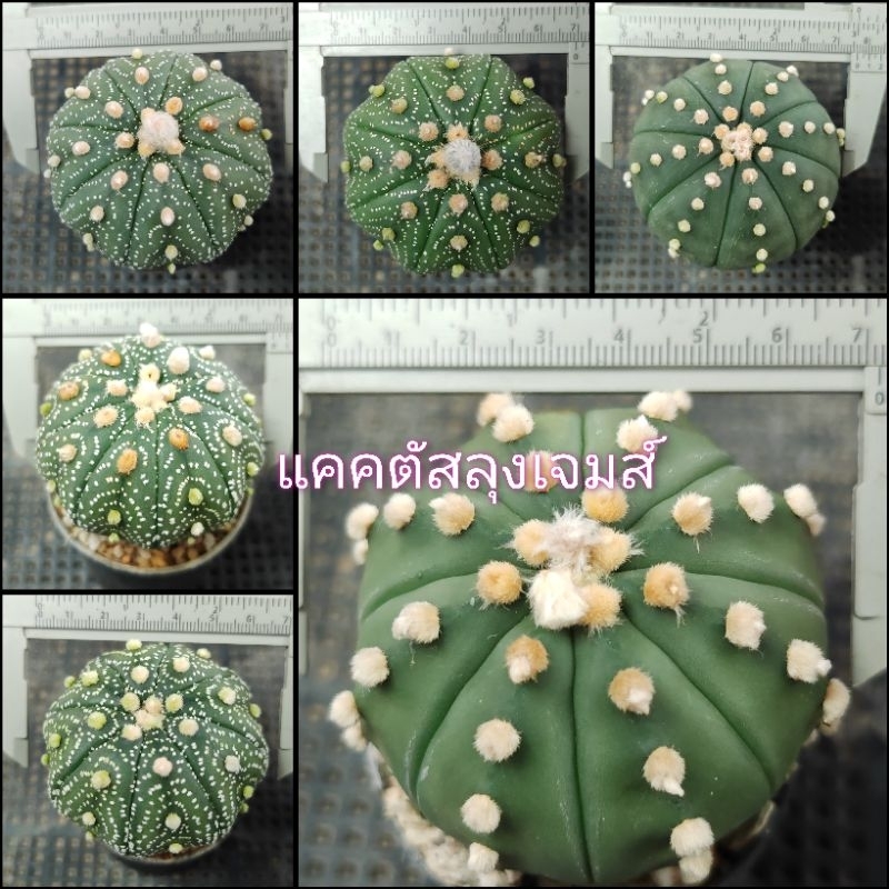 แอสโตรต้นใหญ่​ แคคตัส