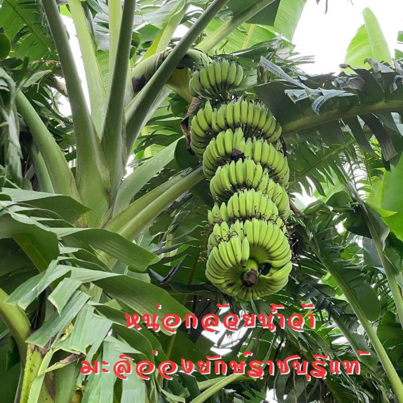 🌴ต้น(3หน่อ /ชุด)#กล้วยน้ำว้ามะลิอ่องยักษ์ราชบุรี ใหญ่เพราะสายพันธุ์ ยิ่งดูแล ดีเค้าก็ยิ่งสมบูรณ์แบบ✅