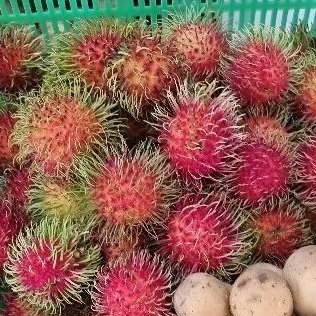 เงาะโรงเรียน หวานล่อน อร่อย