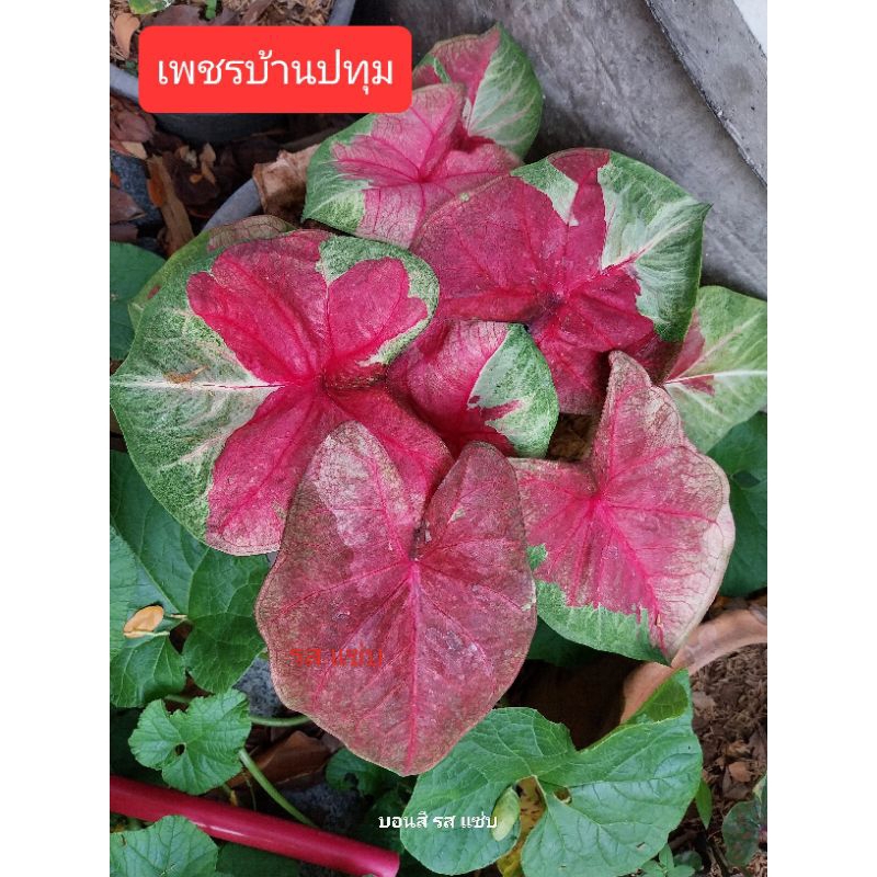 ต้นบอนสี เพชรบ้านปทุม