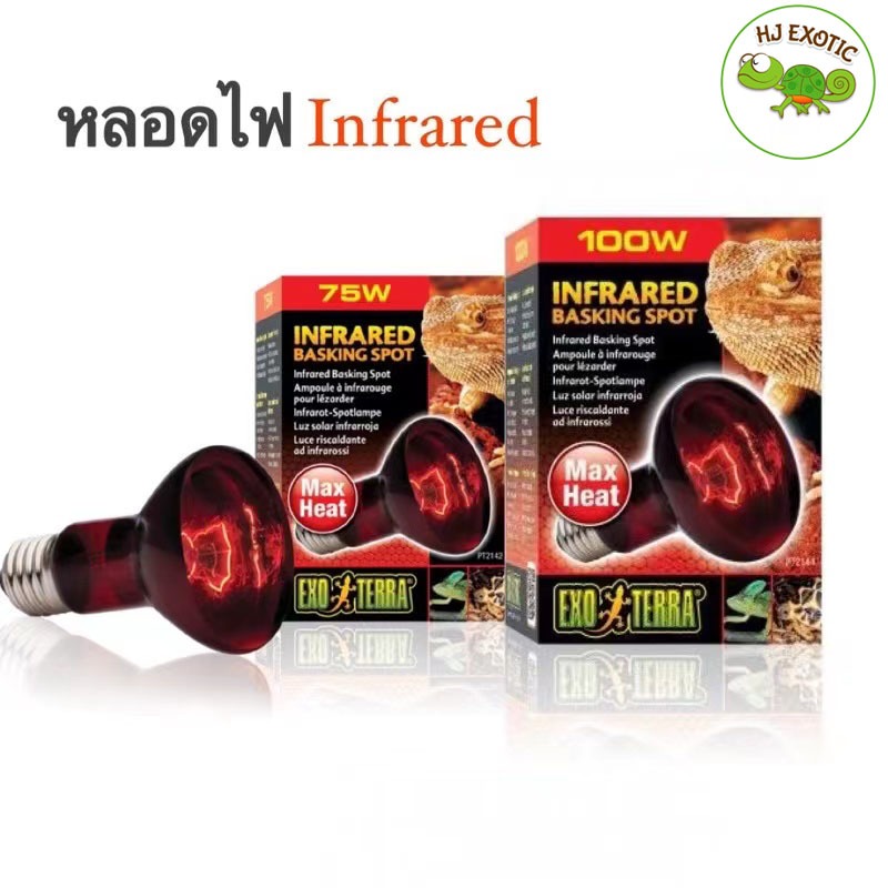Exo Terra Infrared Basking Spot หลอดความร้อนอินฟราเรด สำหรับกกไฟกลางคืน