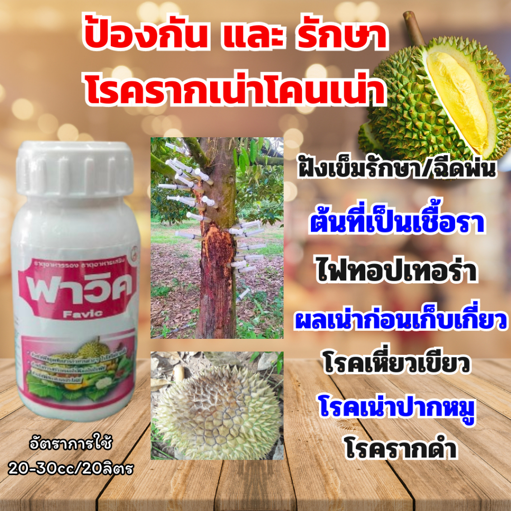 โรครากเน่า โคนเน่า ไฟทอป ฝั่งเข็มรักษาต้นไม้ ฝั่งเข็มทุเรียน ไม้ผลทุกชนิด รักษา โรคเชื้อรา  พืชไม้ผล