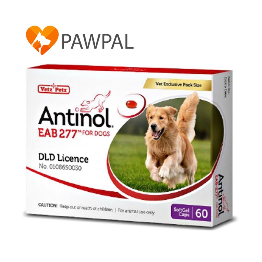Antinol Dog ของแท้ ล็อตใหม่ Exp.2/2026 อาหารเสริม บำรุงข้อ ลดอักเสบ สุนัข แมว