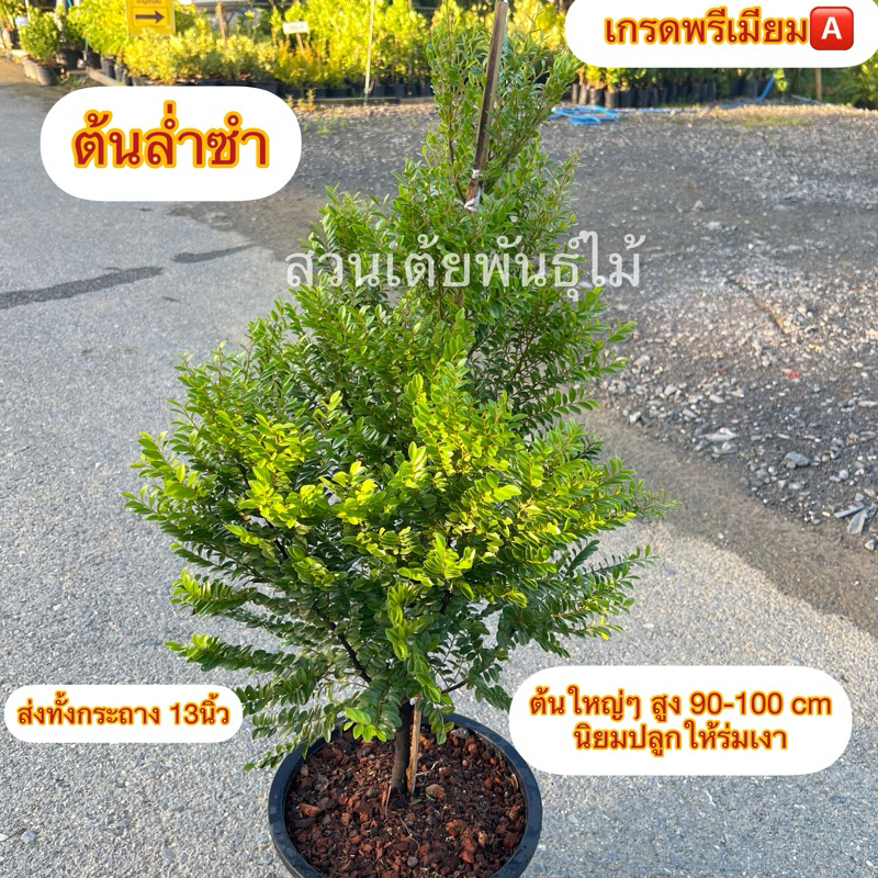 ต้นล่ำซำขนาด90-100cmกระทาง13”ไม้มงคลประดับบ้าน ไม้เพาะเมล็ด ฟอร์มสวยๆ