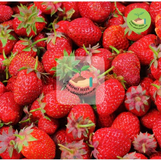 สตอเบอร์รี่ใจแอนท์ 9บาท 50เมล็ด