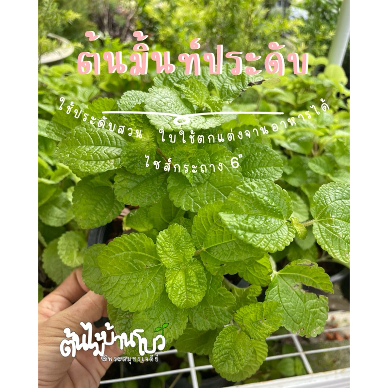 มิ้นท์ประดับ/สะระแหน่ประดับ ใบสวยๆพร้อมกระถาง5-6"