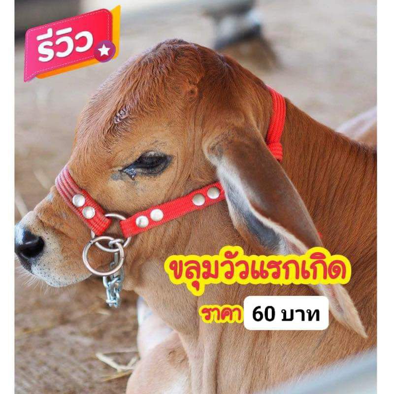 ขลุมวัวแรกเกิด 1-2เดือน