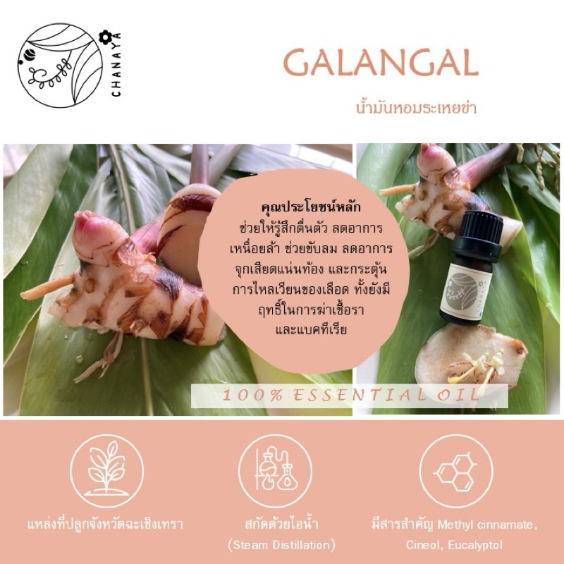 น้ำมันหอมระเหยข่า ชานาญา CHANAYA Galangal 100% Essential Oil