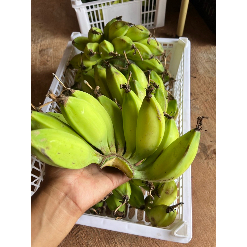 กล้วยตานี สดใหม่ หวีละ 69 บาท  พร้อมส่ง [เก็บโค้ดส่งฟรีด้วยนะคะ]