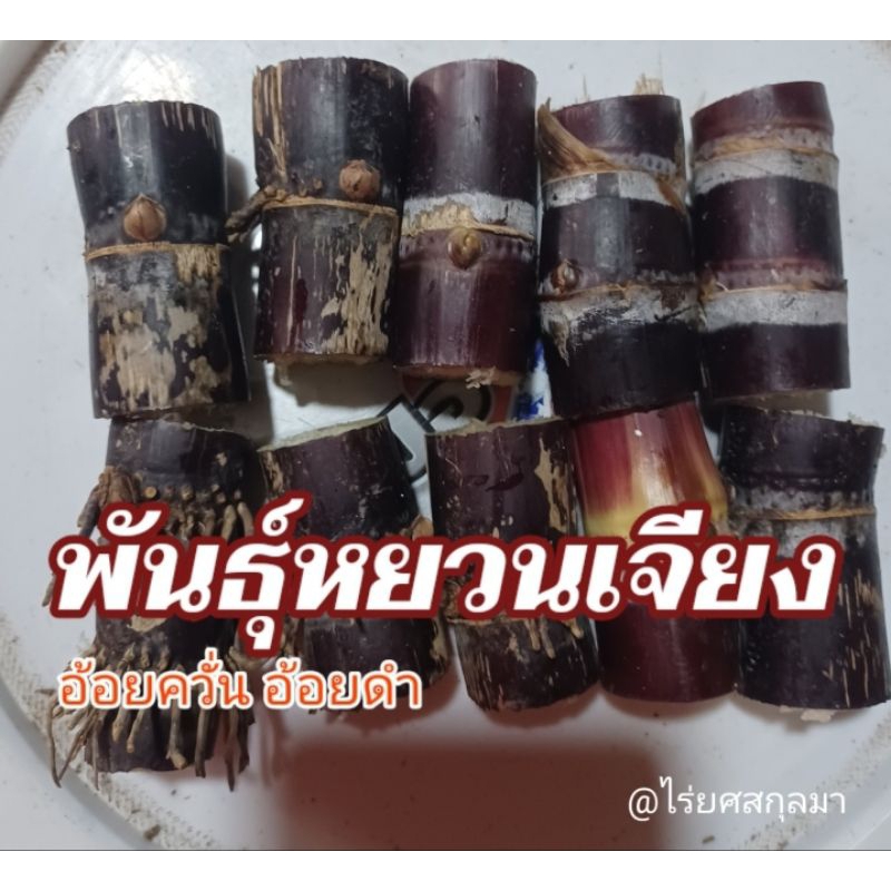 อ้อยควั่น พันธุ์หยวนเจียง อ้อยดำ ชุด 10ข้อตา