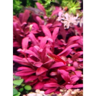 แซลม่อนแดง (Samolus Parviflorus)