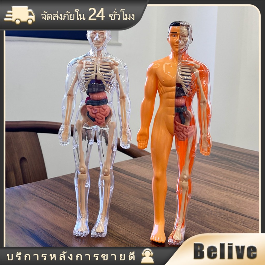 28ซม.โมเดลร่างกายมนุษย์ ตัวต่อของเล่นเพื่อการศึกษา DIY สำหรับเด็ก