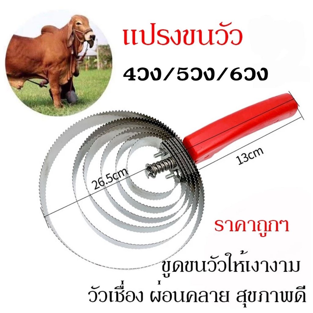 แปรงเกาขนวัว แปรงขนม้า สแตนเลสแท้ ขูดขนวัวให้เงางาม วัวเชื่อง ผ่อนคลาย สุขภาพดี