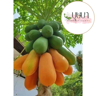 มะละกอฮอลแลนด์ 20 เมล็ด 9 บาท