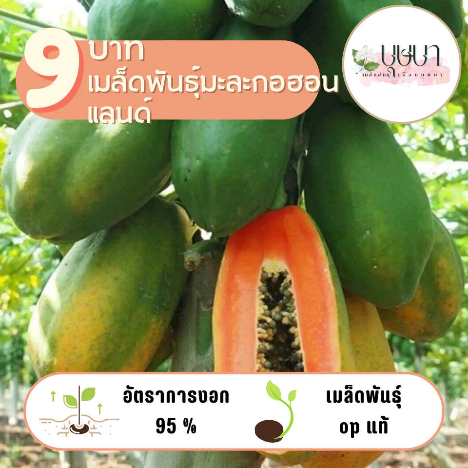 มะละกอฮอลแลนด์ 20 เมล็ด 9 บาท