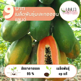 มะละกอฮอลแลนด์ 20 เมล็ด 9 บาท