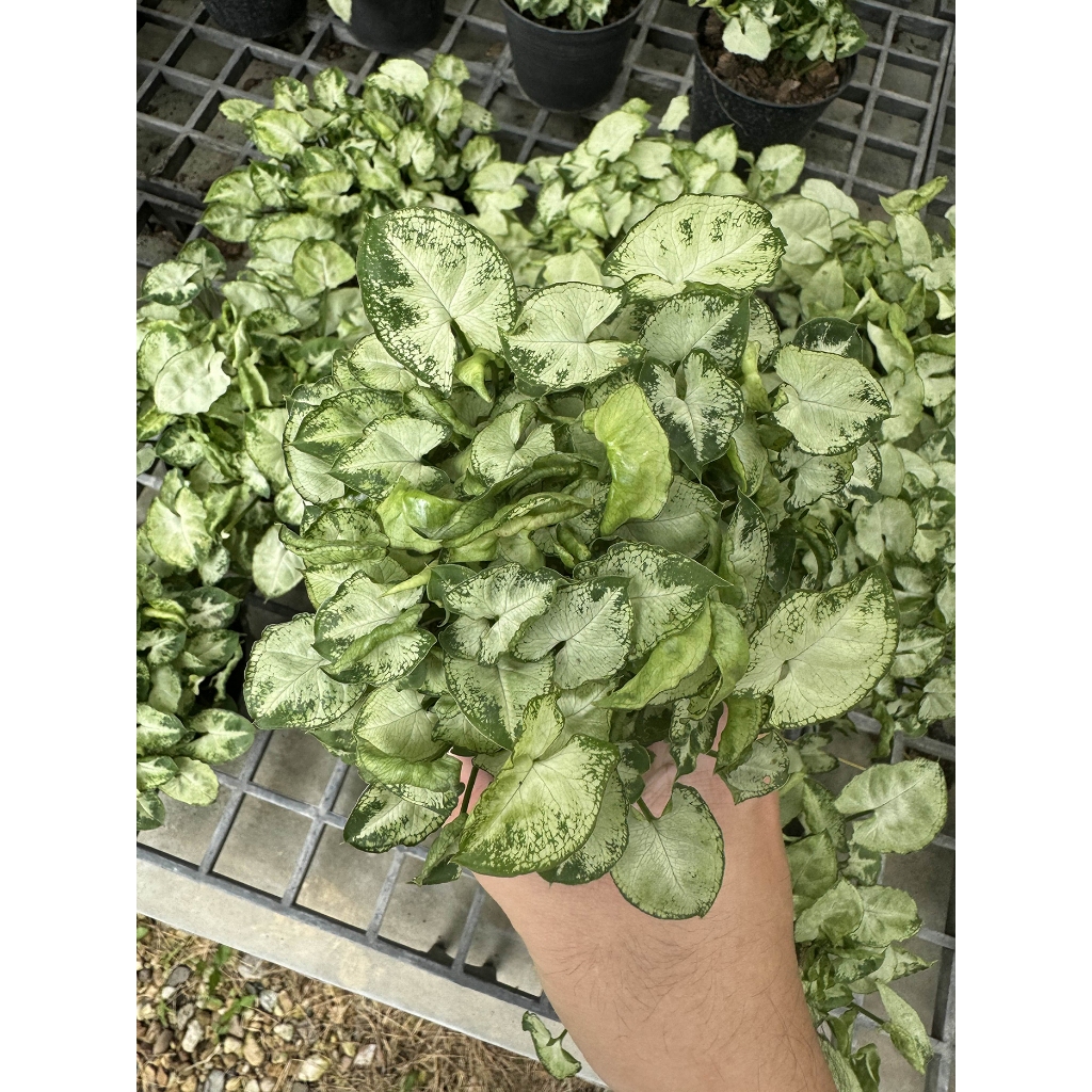 ออมเงินเเคระ กอแน่น เงินไหลมาด่าง ไม้ด่าง ต้นไม้เลี้ยงง่าย Syngonium