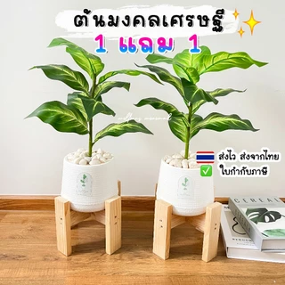 (🔥ส่งด่วน) 1แถม1 ต้นไม้ปลอม ความสูง 40-50 cm. แต่งบ้านพร้อมกระถางใครไม่มีเวลาดูแล ต้องโดนตกนะจ๊ะ ฟรีหินโรย!!