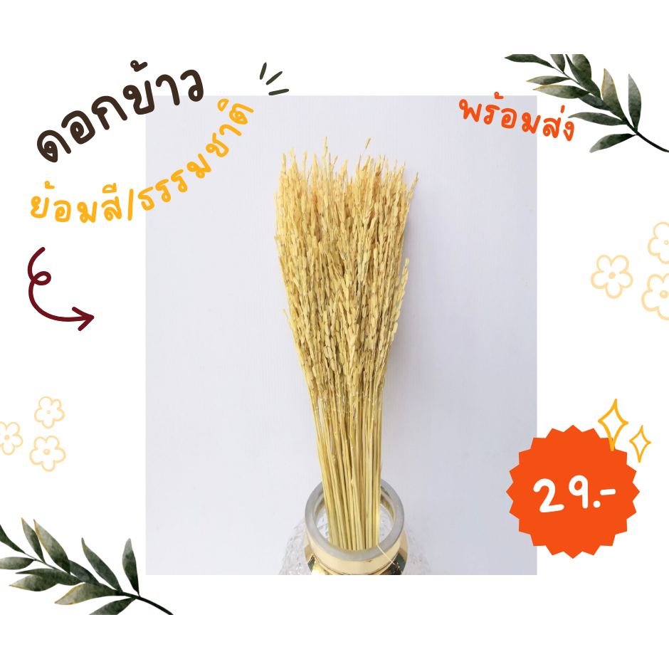 ดอกข้าวสีธรรมชาติ ดอกข้าวย้อมสี ดอกไม้แห้ง ดอกหญ้าแห้ง ดอกไม้สำหรับตกแต่ง