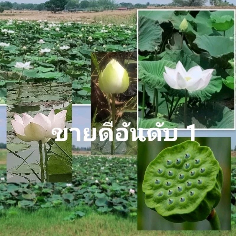 พันธุ์บัวหลวง,บัวขาว บัวกินฝัก 5ต้น