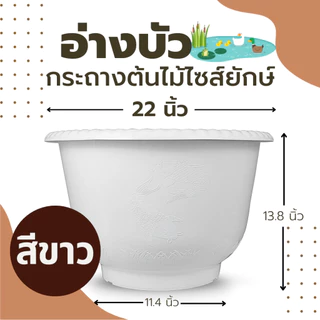 กระถางต้นไม้ไซส์ยักษ์ สีขาว อ่างบัวพลาสติก แบบหนา อ่างเลี้ยงปลา อ่างเลี้ยงบอล อ่างเลี้ยงกล้วย อย่างดี