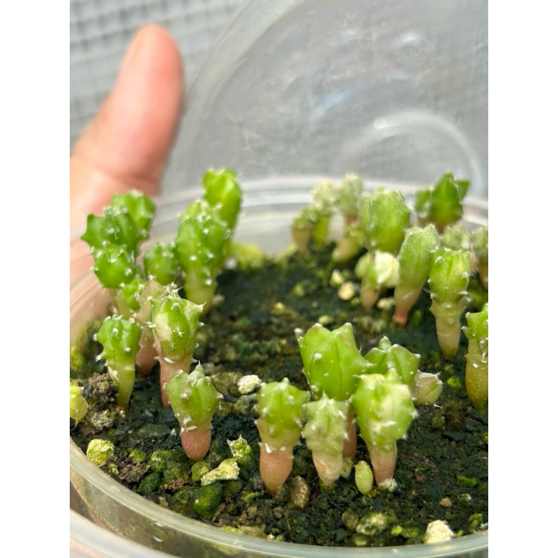 เมล็ดแคคตัสมายริโอ้ มายริโอด่าง  50เมล็ด (Myrio variegata)วาริเอกาตา ราคา ถูกที่สุด ดีลบีเคเค แกลเลอรีภาพที่ 5