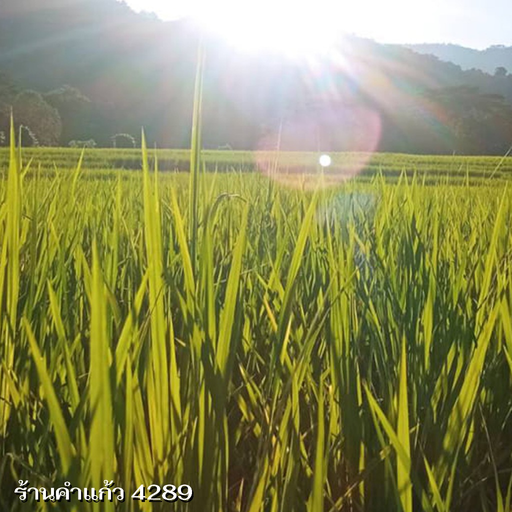 เมล็ดพันธุ์ข้าวญี่ปุ่น(กวก.2) บรรจุ 1 Kg. พันธุ์ข้าวอย่างดี คัดพิเศษ ปลูกได้ตลอดปี ปลูกเองขายเองโดยวิธีธรรมชาติ - รูปที่ 4