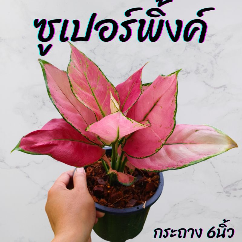 ต้นอะโกลนีมาซูเปอร์พิ้งค์ กระถาง 6นิ้ว