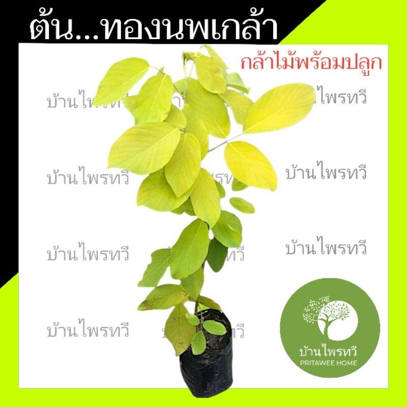 ต้นทองนพเกล้า หรือ ต้นชะแนบทอง ไม้มงคล ทองนพเกล้า ต้นไม้ใบสวย สีเหลือง