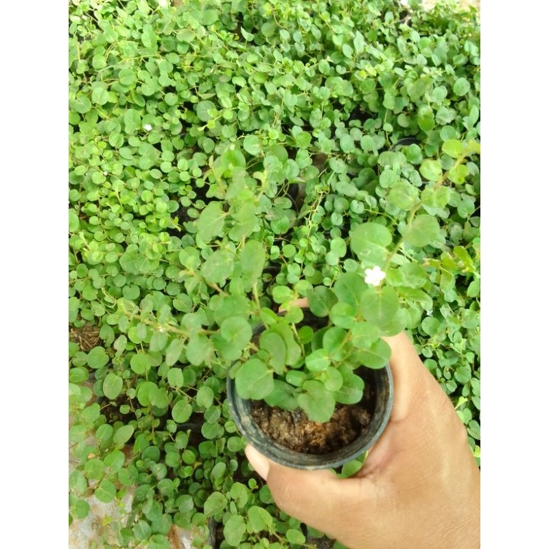 หญ้าใบต่างเหรียญแบบชำ พร้อมปลูก